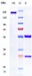 Anti-IFNAR1 Reference Antibody (Medarex patent anti-IFNAR-1)